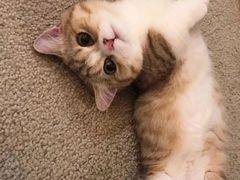 -老陈婆手工面庄