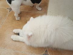 -Let's go狗咖·猫咖·奶狗·桌游(春熙路IFS店)