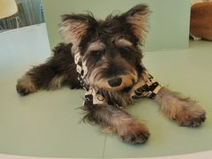 -怪兽屋·羊驼·猫咖·狗咖(俊华广场店)