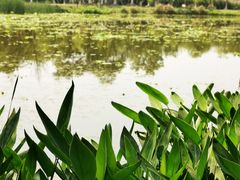 -白鹭湾湿地公园