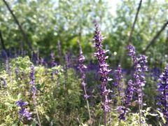 -杭州湾海上花田景区