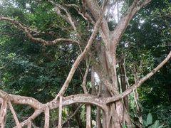 -中国科学院西双版纳热带植物园