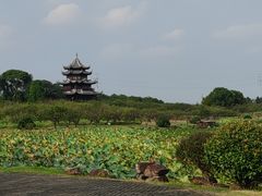 -上海海湾国家森林公园