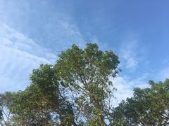 -盐洲岛