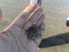 -启东黄金海滩景区