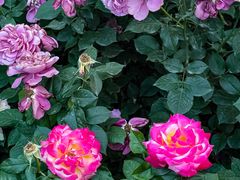 -睦南公园