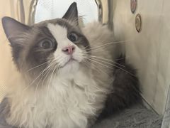 -纳吉亚猫专科动物诊疗中心(蒋宅口分院)