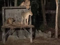 -清迈夜间动物园
