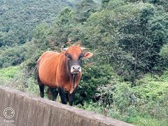-大姆山草场