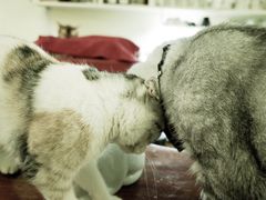 -猫色咖啡·猫咖