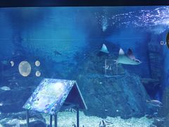 -烟台海昌鲸鲨海洋公园