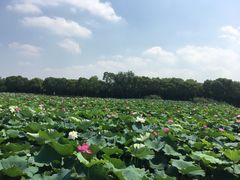 -荷塘月色湿地公园·向阳花洲