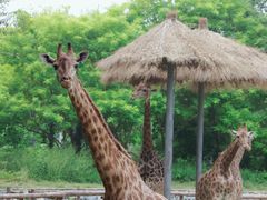 -北京野生动物园