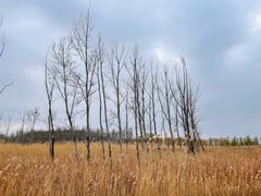 -野鸭湖国家湿地公园
