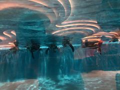 -帝企鹅自助餐厅•儿童岛•真企鹅(长隆企鹅酒店)