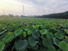 -梁鸿国家湿地公园