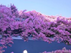 -深圳市中科院仙湖植物园