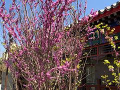 -万源龙顺度假庄园生态观光园