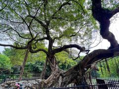 -小洲村