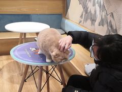 -滚猫咖啡·猫咖·猫友好撸猫(未来城店)