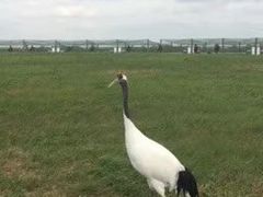 -盐城丹顶鹤湿地生态旅游区