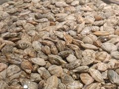 -浩运海鲜·16年专注青岛菜(石老人店)