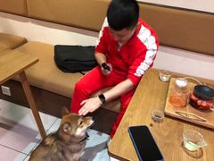 -柴务处·柴犬主题狗咖