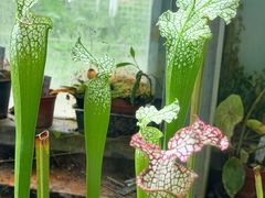 -北京植物园-展览温室