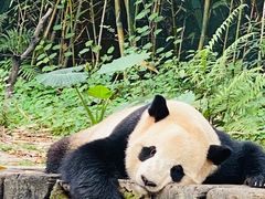 -广州长隆野生动物世界