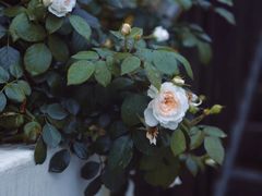 -悦哉·派对·草坪婚礼·围炉煮茶(三圣乡店)