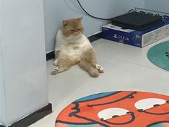 -糯米喵星人·撸猫猫舍咖啡馆(西市场嘉华店)