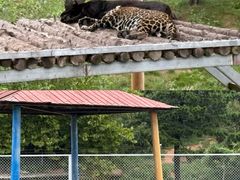 -西霞口神雕山野生动物世界