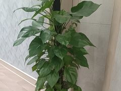 -四季轩中餐厅·萧山味道·运河家宴(三立开元名都店)