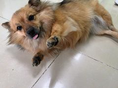 -圣宠动物医院·犬猫专科·影像中心·外科中心