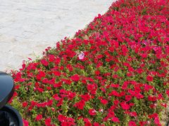 -武清南湖绿博园