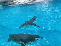 -帝企鹅自助餐厅•儿童岛•真企鹅(长隆企鹅酒店)