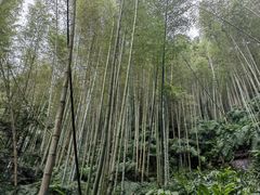 -蜀南竹海景区