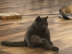 -袖虎·猫馆(体育西路店)