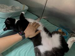 -派美特宠物医院·核磁CT·骨科肿瘤·疑难转诊(沈农禾丰店)