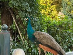 -J Create城市露营咖啡·简餐·宠物(上海动物园店)