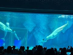 -上海海昌海洋公园-冰山北极馆