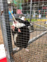 -萌宠亲子动物乐园(槐房万达店)