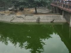 -石家庄市动物园