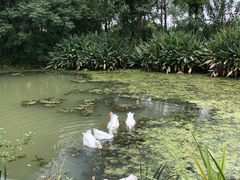 -田园东方蜜桃村的田野营地