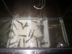 -三亚海韵度假酒店·渔人码头海鲜火锅BBQ自助餐厅·落日吧