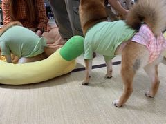 -逗柴咖啡屋·狗咖猫咖宠物桌游