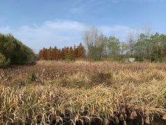 -溱湖国家湿地公园