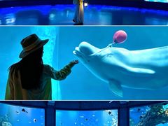 -海合安武汉极地海洋公园