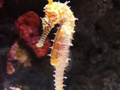 -暹罗海洋世界