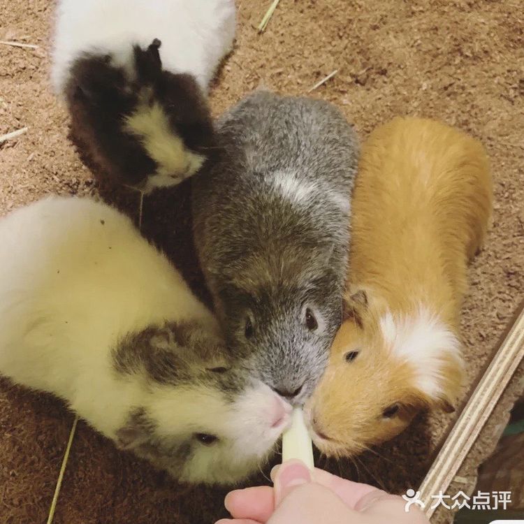 宝宝撒欢好去处｜摩西花园🌸